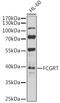 Fc Fragment Of IgG Receptor And Transporter antibody, GTX64528, GeneTex, Western Blot image 