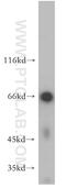 Rubicon Like Autophagy Enhancer antibody, 21183-1-AP, Proteintech Group, Western Blot image 