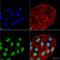 Autophagy protein 5 antibody, SPC-611D-RPE, StressMarq, Immunocytochemistry image 