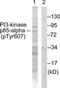 Phosphatidylinositol 3-kinase regulatory subunit alpha antibody, TA326165, Origene, Western Blot image 