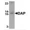 Death Associated Protein antibody, MBS153339, MyBioSource, Western Blot image 