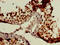 Glial Cells Missing Transcription Factor 2 antibody, CSB-PA009324LA01HU, Cusabio, Immunohistochemistry frozen image 
