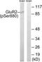 GluA2 antibody, TA313966, Origene, Western Blot image 