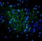 Nociceptin receptor antibody, NBP2-21065, Novus Biologicals, Immunofluorescence image 