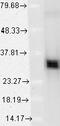 Heme Oxygenase 1 antibody, LS-C227329, Lifespan Biosciences, Western Blot image 
