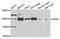 6-phosphofructokinase type C antibody, A7916, ABclonal Technology, Western Blot image 