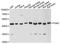 Phosphoglycerate kinase 2 antibody, LS-C748019, Lifespan Biosciences, Western Blot image 