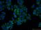 Bone Morphogenetic Protein 7 antibody, 12221-1-AP, Proteintech Group, Immunofluorescence image 