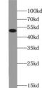 Glycogen Synthase Kinase 3 Beta antibody, FNab03676, FineTest, Western Blot image 