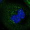 Histidine Triad Nucleotide Binding Protein 3 antibody, HPA027914, Atlas Antibodies, Immunocytochemistry image 