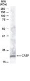Calcium Binding Protein 1 antibody, NB100-1087, Novus Biologicals, Western Blot image 