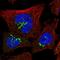 Zinc finger protein 287 antibody, HPA029290, Atlas Antibodies, Immunofluorescence image 