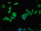 Vitelline membrane outer layer protein 1 homolog antibody, LS-C399040, Lifespan Biosciences, Immunofluorescence image 