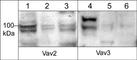 Vav Guanine Nucleotide Exchange Factor 2 antibody, VP2521, ECM Biosciences, Western Blot image 