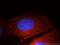 Cadherin 1 antibody, 20648-1-AP, Proteintech Group, Immunofluorescence image 