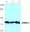 Protein Kinase AMP-Activated Non-Catalytic Subunit Gamma 1 antibody, A04467-1, Boster Biological Technology, Western Blot image 