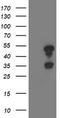 Tropomodulin 1 antibody, LS-C173115, Lifespan Biosciences, Western Blot image 