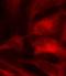 Rac Family Small GTPase 1 antibody, orb14592, Biorbyt, Immunofluorescence image 