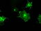 Fc-gamma-RIIa antibody, TA500648, Origene, Immunofluorescence image 