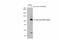 Zika Virus antibody, GTX133328, GeneTex, Western Blot image 