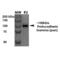 Protocadherin Gamma Subfamily A, 1 antibody, SMC-454D-STR, StressMarq, Western Blot image 