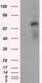 Phosphodiesterase 4A antibody, LS-C115231, Lifespan Biosciences, Western Blot image 