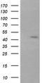 Ring Finger Protein 39 antibody, TA505915, Origene, Western Blot image 