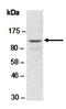 Fanconi anemia group I protein antibody, orb66891, Biorbyt, Western Blot image 