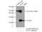 Pallidin antibody, 10891-2-AP, Proteintech Group, Immunoprecipitation image 