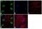 Lamin B1 antibody, PA5-19468, Invitrogen Antibodies, Immunofluorescence image 
