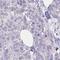 Zinc Finger Protein 554 antibody, HPA060247, Atlas Antibodies, Immunohistochemistry frozen image 