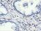 Rho GTPase Activating Protein 25 antibody, MA5-25238, Invitrogen Antibodies, Immunohistochemistry frozen image 