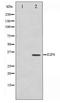 E2F Transcription Factor 6 antibody, TA347374, Origene, Western Blot image 