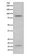 Myeloperoxidase antibody, M00372, Boster Biological Technology, Western Blot image 