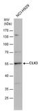 CDC Like Kinase 3 antibody, PA5-77918, Invitrogen Antibodies, Western Blot image 