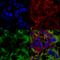 Neuroligin 3 antibody, SMC-471D, StressMarq, Immunofluorescence image 