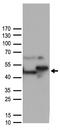 Hsc70-interacting protein antibody, TA890062, Origene, Western Blot image 