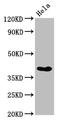 Homeobox protein Nkx-2.3 antibody, LS-C680946, Lifespan Biosciences, Western Blot image 