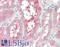 Selenoprotein P antibody, LS-C370299, Lifespan Biosciences, Immunohistochemistry frozen image 