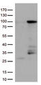 EWS RNA Binding Protein 1 antibody, LS-C796509, Lifespan Biosciences, Western Blot image 