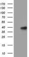 Mitochondrial Ribosomal Protein L44 antibody, TA810592S, Origene, Western Blot image 