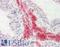 Dual Specificity Phosphatase 6 antibody, LS-B10240, Lifespan Biosciences, Immunohistochemistry frozen image 