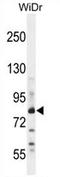 Zinc Finger Protein 180 antibody, AP54662PU-N, Origene, Western Blot image 