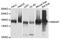Elongator Complex Protein 1 antibody, abx136037, Abbexa, Western Blot image 