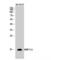 Mitochondrial Ribosomal Protein S12 antibody, LS-C384659, Lifespan Biosciences, Western Blot image 