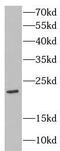Claudin 11 antibody, FNab01733, FineTest, Western Blot image 