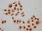 Histone H2B type 1-C/E/F/G/I antibody, orb517013, Biorbyt, Immunocytochemistry image 