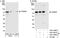 Tripartite Motif Containing 25 antibody, A301-858A, Bethyl Labs, Immunoprecipitation image 