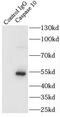 Caspase 10 antibody, FNab01285, FineTest, Immunoprecipitation image 