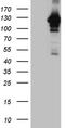 Mitogen-Activated Protein Kinase 8 Interacting Protein 1 antibody, LS-C795185, Lifespan Biosciences, Western Blot image 